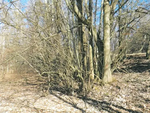 Prodej lesa, Rodná, 1517 m2