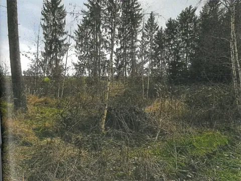 Prodej lesa, Nezbavětice, 10255 m2