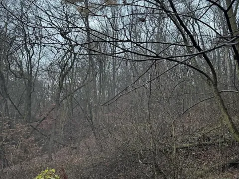 Prodej podílu lesa, Ústí nad Labem, 1184 m2