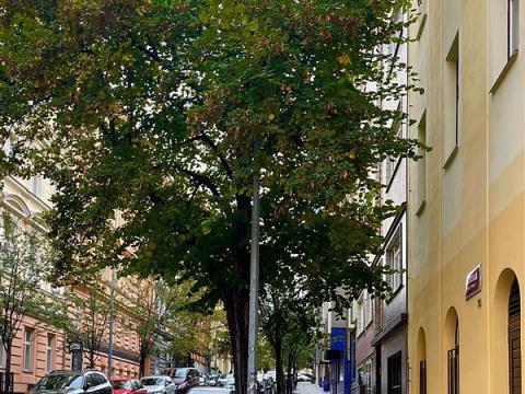 Pronájem bytu 1+kk, Praha, Záhřebská, 25 m2