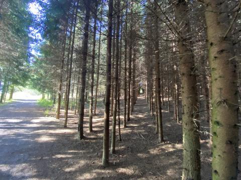 Prodej lesa, Lánov - Horní Lánov, 8914 m2