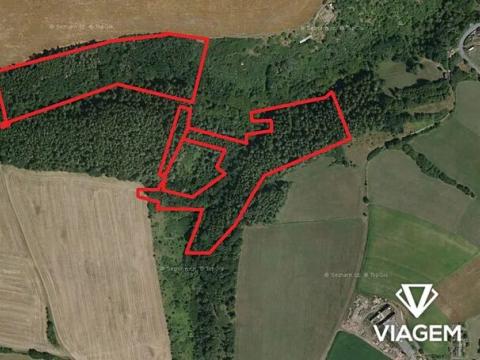 Prodej podílu lesa, Chlum, 8737 m2