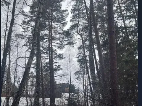 Prodej lesa, Kojčice, 1102 m2