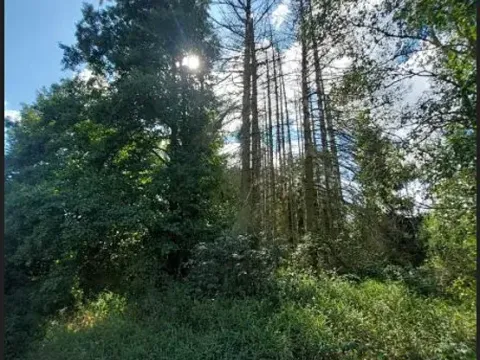 Prodej lesa, Ústrašín, 194 m2