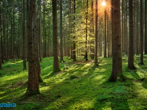 Prodej lesa, Strážná, 58908 m2