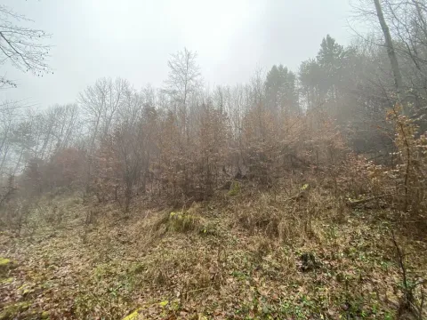 Prodej lesa, Jedlí, 1198 m2