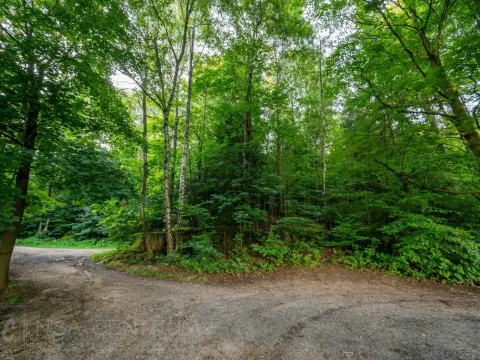 Prodej lesa, Nová Ves nad Nisou, 5031 m2