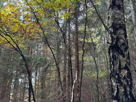 Prodej lesa, Chrášťany, 11900 m2