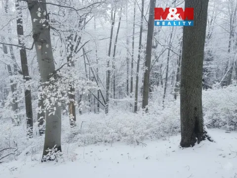 Prodej lesa, Řepníky, 562 m2