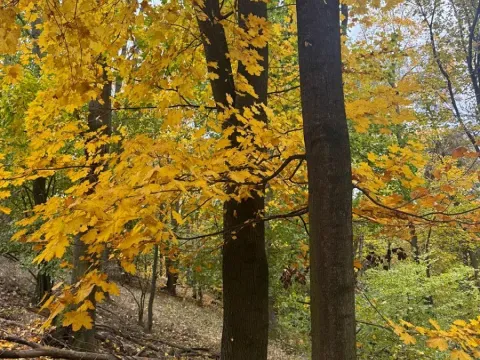 Prodej lesa, Přísečná, 15088 m2