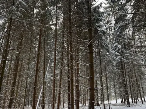 Prodej lesa, Olešník, 5100 m2