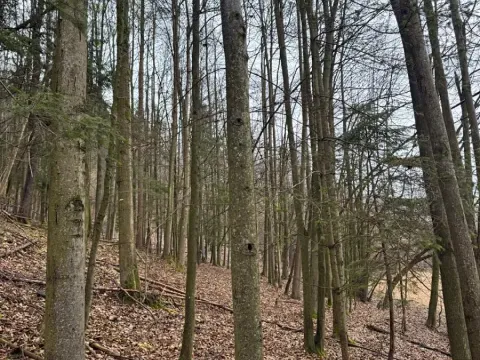 Prodej lesa, Huslenky, 29988 m2