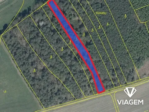 Prodej podílu lesa, Koloveč, 629 m2