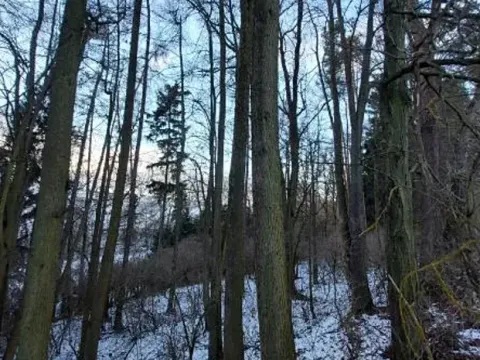 Prodej lesa, Hořepník, 9539 m2