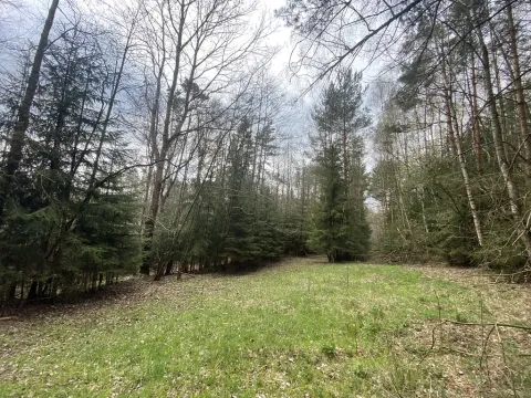 Prodej pozemku, Volfířov - Brandlín, 5958 m2