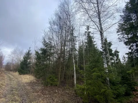 Prodej lesa, Kolinec - Buršice, 5195 m2