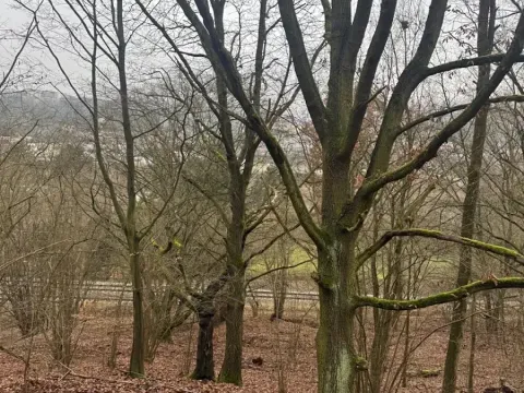 Prodej lesa, Ústí nad Labem, 41840 m2