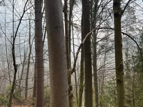 Prodej podílu lesa, Malá Bystřice, 5829 m2