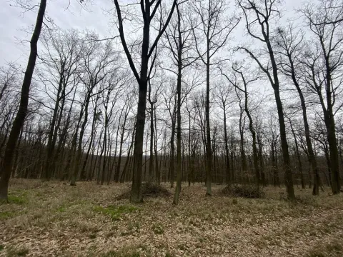 Prodej lesa, Silůvky, 3896 m2