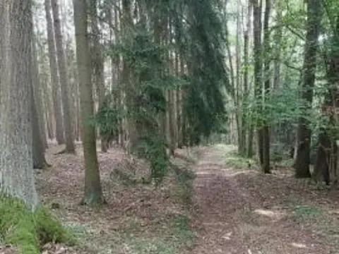 Prodej lesa, Červená Řečice, 150 m2