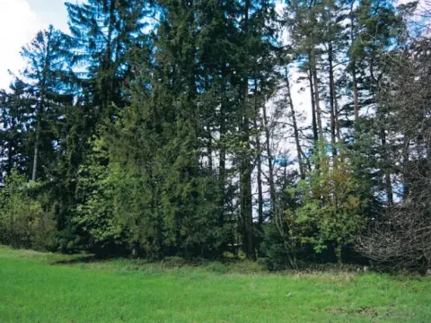 Prodej lesa, Nová Bystřice, 3201 m2