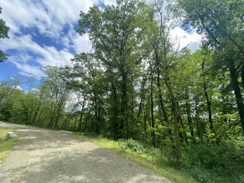 Prodej lesa, Silůvky, 1739 m2