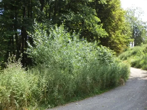 Dražba pozemku, Chodský Újezd, 1046 m2