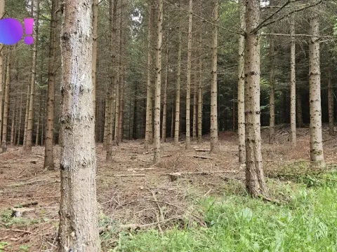 Prodej lesa, Huslenky, 6240 m2