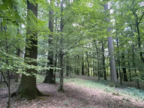 Prodej lesa, Olbramice, 2070 m2