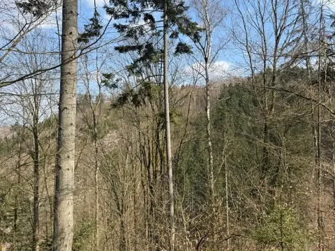 Prodej podílu lesa, Železný Brod, 11060 m2