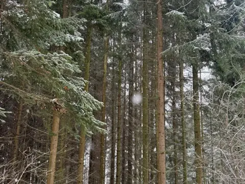 Prodej lesa, Velké Losiny, 7690 m2