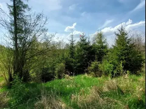Prodej lesa, Rovná, 12639 m2