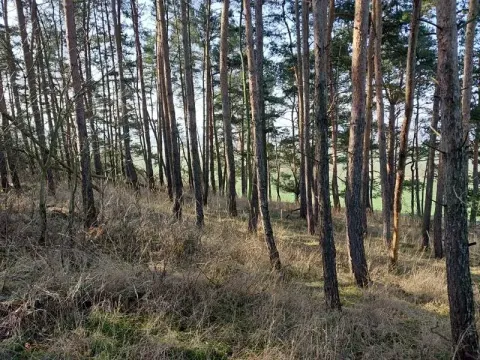 Prodej lesa, Horosedly, 2335 m2