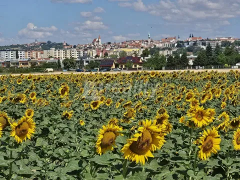 Prodej pozemku pro bydlení, Znojmo - Oblekovice, 790 m2