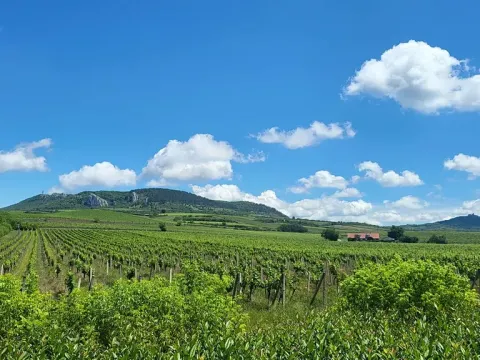 Prodej sadu/vinice, Perná, 132000 m2