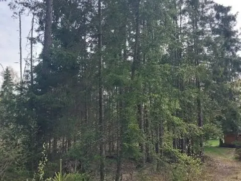 Prodej lesa, Žirovnice, 2374 m2