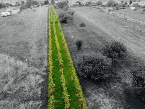 Prodej sadu/vinice, Týnec, Náves, 1237 m2