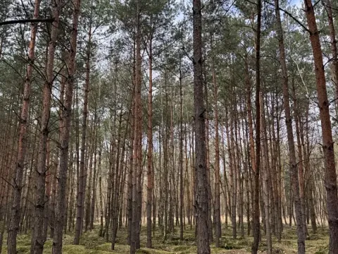 Prodej lesa, Račice, 76710 m2