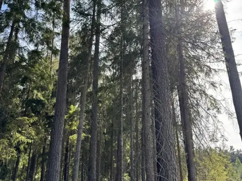 Prodej lesa, Novosedly nad Nežárkou, 67560 m2