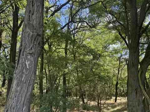 Prodej lesa, Křečkov, 5344 m2