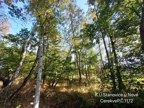 Prodej lesa, Nová Cerekev, 1967 m2