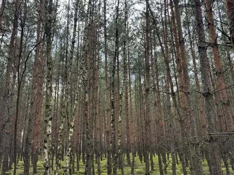 Prodej lesa, Račice, 63596 m2